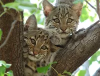 Jigsaw Puzzle Kittens on a tree