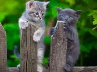 Quebra-cabeça Kittens on the fence