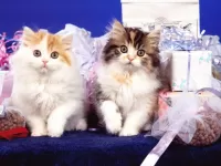 Puzzle Kittens with gifts
