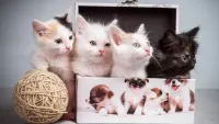 Bulmaca Kittens in a box