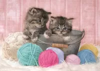 Puzzle Kittens in a bucket