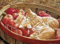 Пазл Котята в яблоках