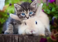 Quebra-cabeça Kitten and rabbit
