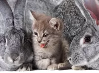 Jigsaw Puzzle Kitten and rabbits