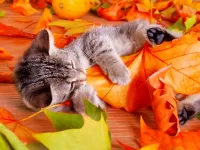 Пазл Котёнок и листья