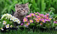Quebra-cabeça Kitten and primrose