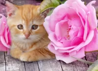 Пазл Котёнок и роза 