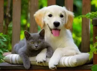 Quebra-cabeça Kitten and puppy