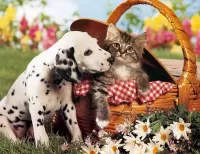 Jigsaw Puzzle Kitten and puppy