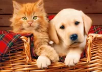 Jigsaw Puzzle Kitten and puppy