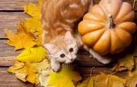 Puzzle Kitten and pumpkin