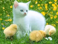 Zagadka Kitten and chickens