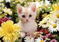 パズル Kitten and flowers