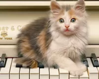 Quebra-cabeça Kitten on the piano