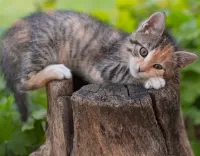 Puzzle Kitten on tree stump