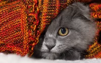 Слагалица Kitten under the rug