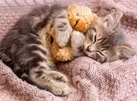 Puzzle Kitten with a bear