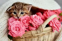 Puzzle Kitten in the basket