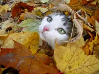 Пазл Котёнок в листьях