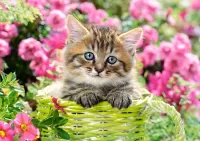 Слагалица Kitten in the garden