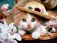 Puzzle Kitten in a hat
