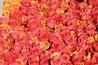 Bulmaca A carpet of roses