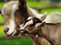 パズル The goat and the goat