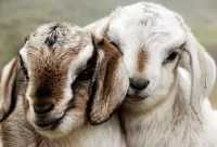Quebra-cabeça Goats