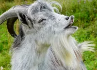 Zagadka Goat