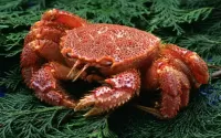 Rompecabezas Crab