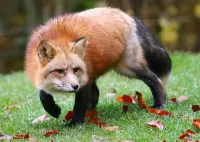 パズル Crouching Fox