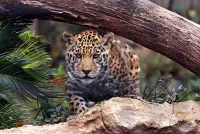 Jigsaw Puzzle Crouching jaguar
