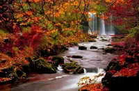 Quebra-cabeça The colors of autumn