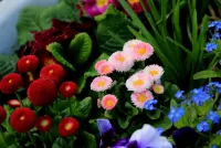 Zagadka Colours of spring
