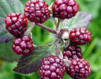 Jigsaw Puzzle Red blackberry