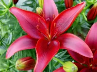 Puzzle Red Lily