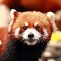 パズル Red panda