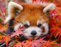 パズル Red panda