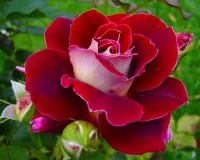 Rätsel Red Rose