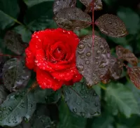 Quebra-cabeça Red Rose