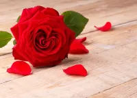 Rätsel Red rose