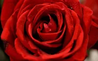 Puzzle Red rose