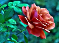 Quebra-cabeça Red rose
