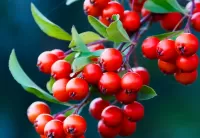 Puzzle Red Rowan