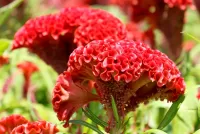 Jigsaw Puzzle Red selosia
