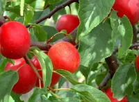 Слагалица Red plum