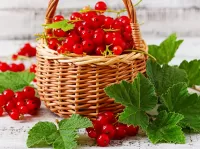 Jigsaw Puzzle Red currants