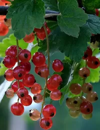 Puzzle Red Ribes
