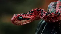 Пазл Красная змея
