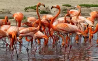 Rätsel Red Flamingo